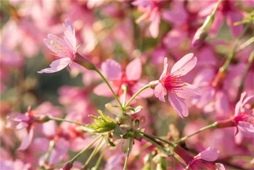 Zierkirsche 'Okame' - Prunus 'Okame' CAC