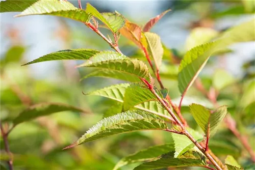 Zierkirsche 'Okame' - Prunus 'Okame' CAC