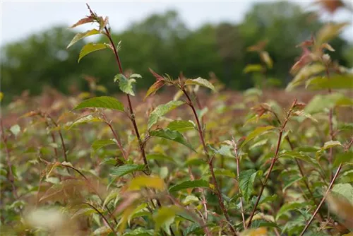 Zierkirsche 'Okame' - Prunus 'Okame' CAC