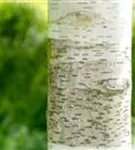 Himalayabirke - Betula utilis