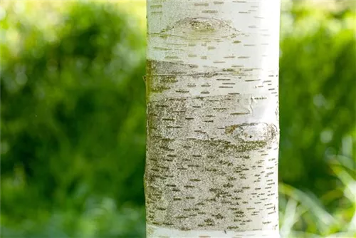 Himalayabirke - Betula utilis