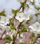 Geschlitzte Kirsche 'The Bride' - Prunus 'The Bride'