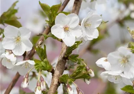 Prunus 'The Bride' - Geschlitzte Kirsche 'The Bride'