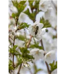 Zierkirsche 'Umineko' - Prunus 'Umineko' CAC