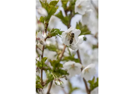 Prunus 'Umineko' CAC - Zierkirsche 'Umineko'