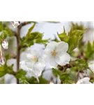 Zierkirsche 'Umineko' - Prunus 'Umineko' CAC