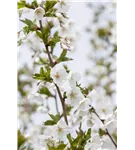 Zierkirsche 'Umineko' - Prunus 'Umineko' CAC