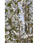 Zierkirsche 'Umineko' - Prunus 'Umineko' CAC