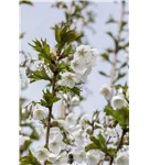 Zierkirsche 'Umineko' - Prunus 'Umineko' CAC