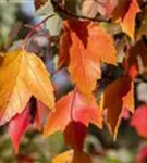 Rotahorn - Acer rubrum 'Sun Valley'