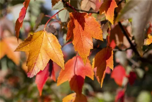 Rotahorn - Acer rubrum 'Sun Valley'