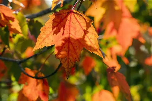 Rotahorn - Acer rubrum 'Sun Valley'