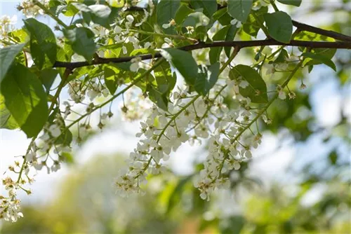 Traubenkirsche - Prunus padus CAC