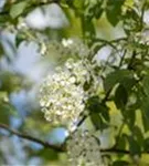 Traubenkirsche - Prunus padus CAC