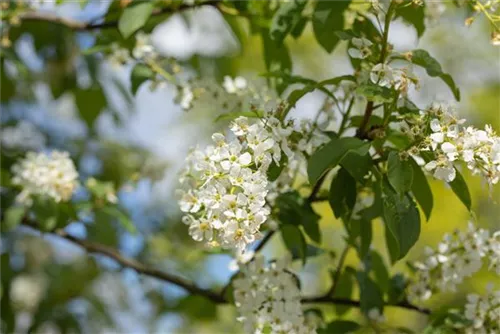 Traubenkirsche - Prunus padus CAC