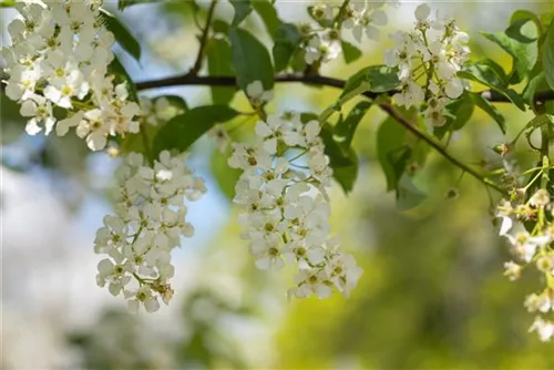 Traubenkirsche - Prunus padus CAC