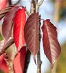 Japan.Nelkenkirsche 'Royal Burgundy' - Prunus serrulata 'Royal Burgundy' -R-