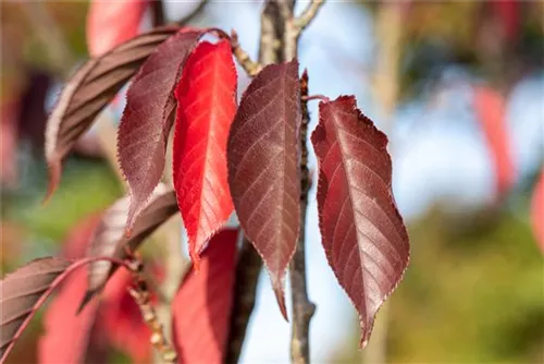 Japan.Nelkenkirsche 'Royal Burgundy' - Prunus serrulata 'Royal Burgundy' -R-