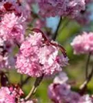 Japan.Nelkenkirsche 'Royal Burgundy' - Prunus serrulata 'Royal Burgundy' -R-