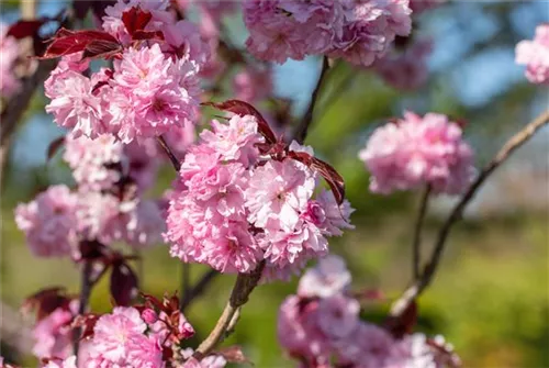 Japan.Nelkenkirsche 'Royal Burgundy' - Prunus serrulata 'Royal Burgundy' -R-