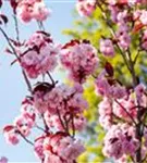 Japan.Nelkenkirsche 'Royal Burgundy' - Prunus serrulata 'Royal Burgundy' -R-