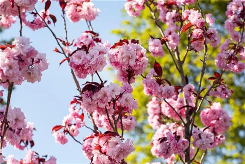 Japan.Nelkenkirsche 'Royal Burgundy' - Prunus serrulata 'Royal Burgundy' -R-