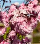 Japan.Nelkenkirsche 'Royal Burgundy' - Prunus serrulata 'Royal Burgundy' -R-