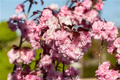 Japan.Nelkenkirsche 'Royal Burgundy' - Prunus serrulata 'Royal Burgundy' -R-