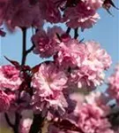 Japan.Nelkenkirsche 'Royal Burgundy' - Prunus serrulata 'Royal Burgundy' -R-