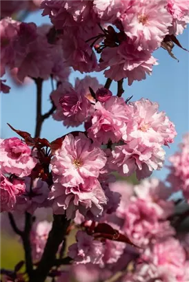 Japan.Nelkenkirsche 'Royal Burgundy' - Prunus serrulata 'Royal Burgundy' -R-