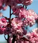 Japan.Nelkenkirsche 'Royal Burgundy' - Prunus serrulata 'Royal Burgundy' -R-