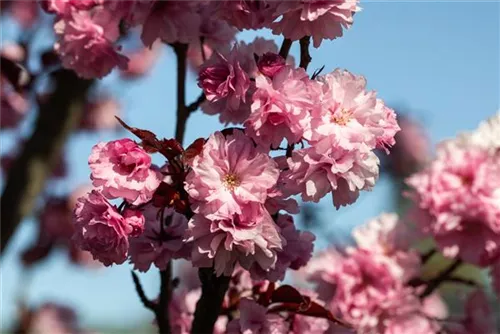 Japan.Nelkenkirsche 'Royal Burgundy' - Prunus serrulata 'Royal Burgundy' -R-