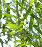 Silberweide - Salix alba