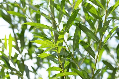 Silberweide - Salix alba