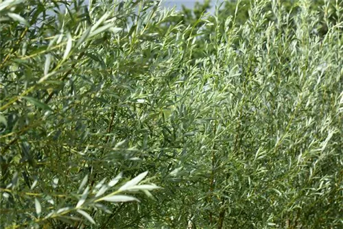 Silberweide 'Liempde' - Salix alba 'Liempde' - Baum