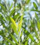 Silberweide - Salix alba