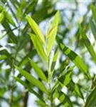 Silberweide - Salix alba