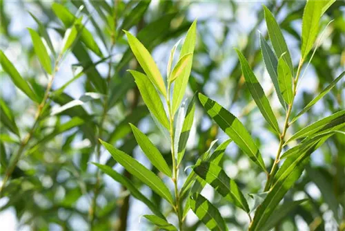 Silberweide - Salix alba