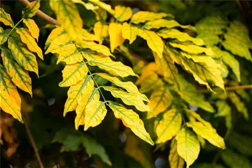 Gemeine Esche - Fraxinus excelsior