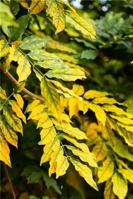 Gemeine Esche - Fraxinus excelsior