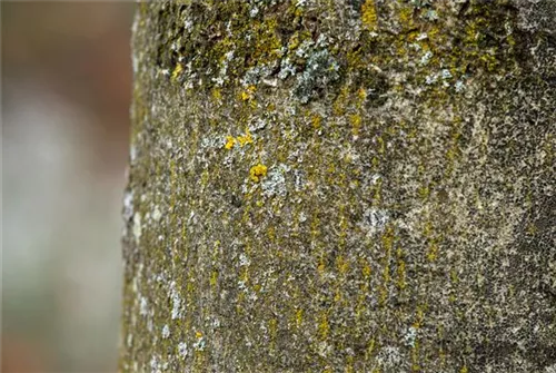 Gemeine Esche - Fraxinus excelsior