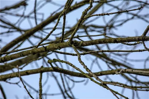 Gemeine Esche - Fraxinus excelsior