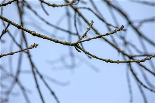 Gemeine Esche - Fraxinus excelsior