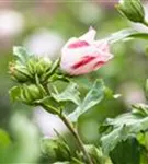 Straucheibisch 'Hamabo' - Hibiscus syriacus 'Hamabo' - Formgehölze