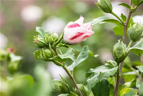 Straucheibisch 'Hamabo' - Hibiscus syriacus 'Hamabo' - Formgehölze