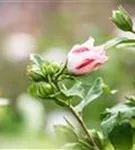 Straucheibisch 'Hamabo' - Hibiscus syriacus 'Hamabo' - Formgehölze