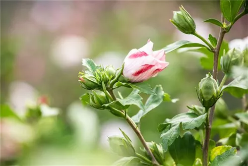 Straucheibisch 'Hamabo' - Hibiscus syriacus 'Hamabo' - Formgehölze