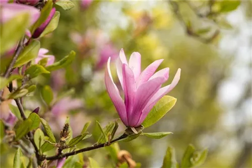 NIedrige Magnolie Susan - Magnolia 'Susan' - Formgehölze