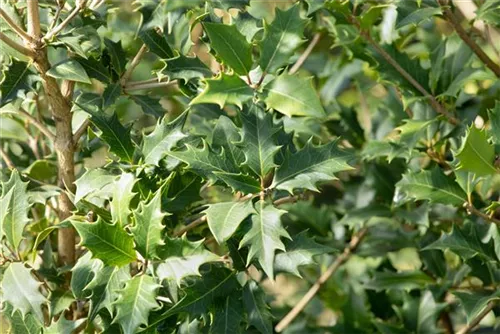 Stachelblättrige Duftblüte - Osmanthus heterophyllus - Formgehölze