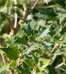 Stachelblättrige Duftblüte - Osmanthus heterophyllus - Formgehölze